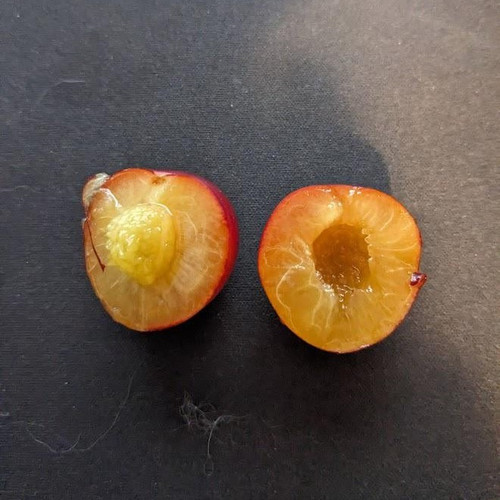 anyone know what this fruit bearing bush tree is in my v0 lg0h2vk64pgb1.jpg