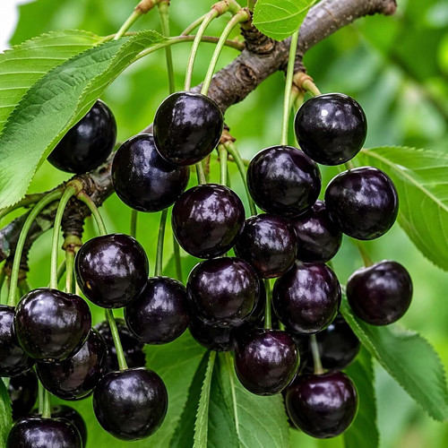 CZ Grain 17 Black Cherry Fruit Tree Live Plants in 4 Grower Pots 2 Count 7d731d32 f16e 4116 8230 c41.jpg
