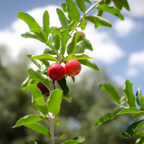 barbados+cherry+fruit 6047.jpg