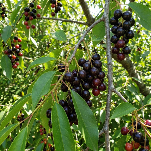 black cherry tree prunus serotina native missouri tree.jpg