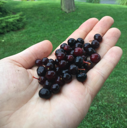 my neighbor has a huge black cherry tree i am constantly v0 db5uqjd6hoe51.jpg