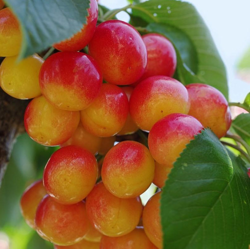 rainier cherry 1 1024x1024.jpg
