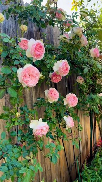 images (18).jpg