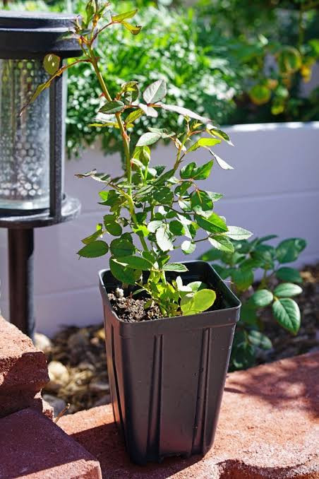 images (31).jpg