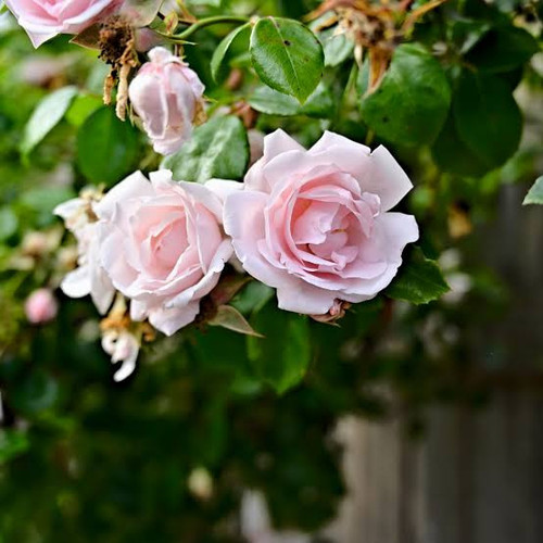 images (16).jpg