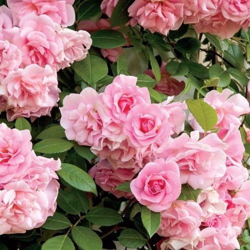 rose pink climber climbing rose.jpg