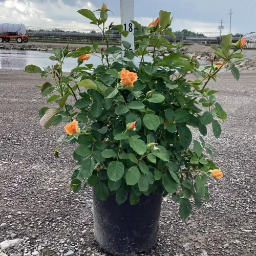 garden sun climbing rose bush nature hills nursery 2 container 5217101.webp
