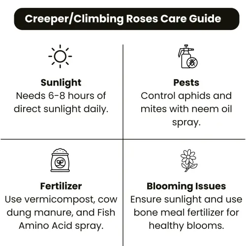 Creeper Climbing Roses Care Guide.webp