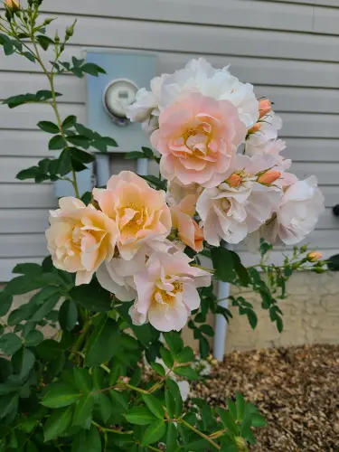 Above and Beyond Rose Bush.webp