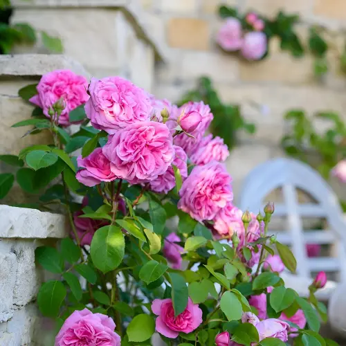Climbing Rose Pink Plant 1.webp