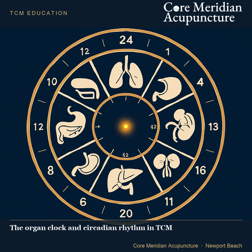 2026 09 03 organ clock circadian branded.png