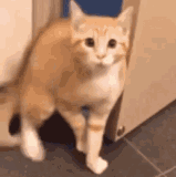 1000041915.gif