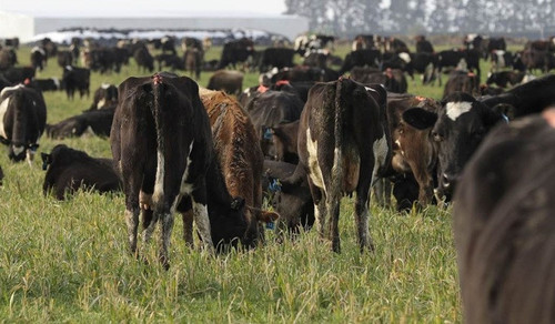 cattle.1
