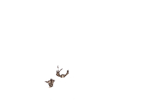IMG 1199.png