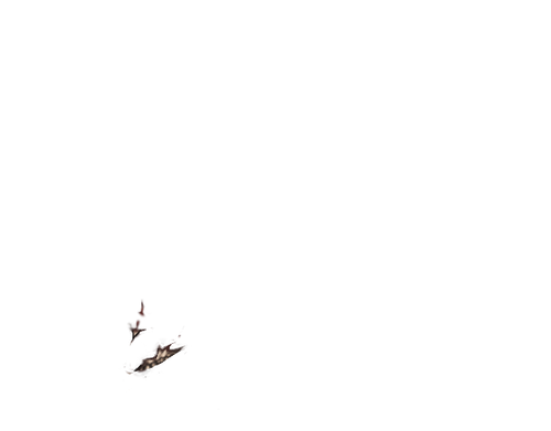 IMG 1193.png