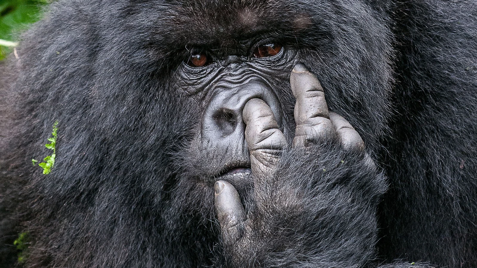 Nikon Comedy Wildlife Awards 2026: Triển Lãm Ảnh Động Vật Cười Ra Nước Mắt - Hình 1