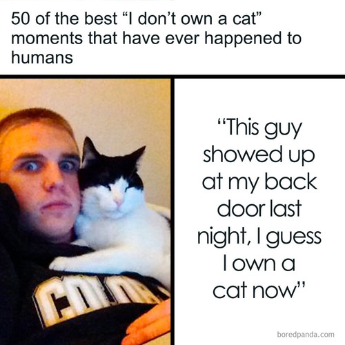 animals cats (1).jpg
