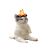 cat.gif