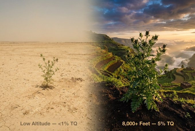 Split image: low-altitude seed under 1% TQ vs Ethiopian Highland seed at 8,000+ feet reaching 5% TQ