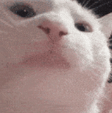 catjam(1)(3).gif