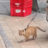 GIF.gif