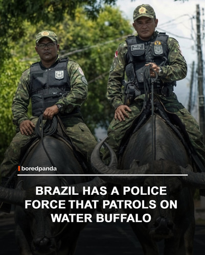 brazil.jpg