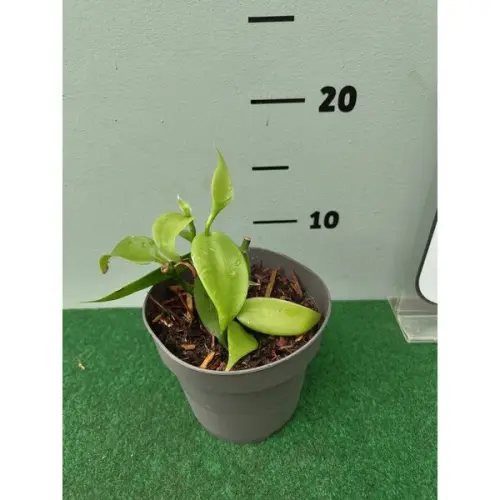eetbare tuin edible garden vanilla planifolia vani.webp