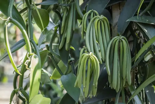 large closeup of vanilla plant green pod on plantation 2022 11 09 04 59 06 utc min 32515b3231.webp