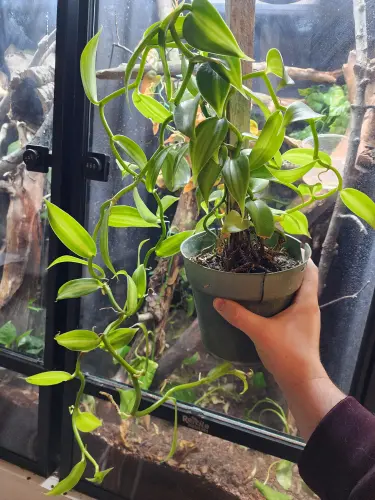 vanilla planifolia help v0 9dw5plkctnce1.webp