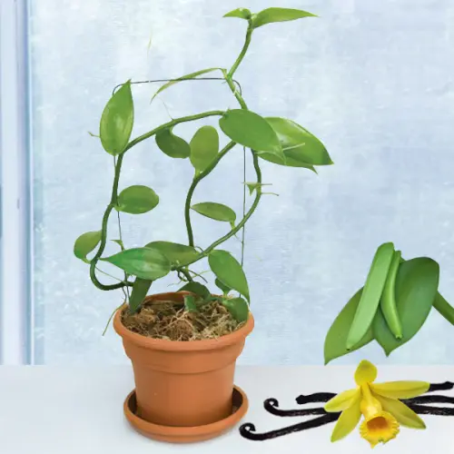 vanilla planifolia vanilla vine 2024.webp