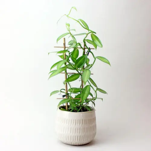 Vanilla Orchid cb700ae6 130a 44b4 9df6 6b55ad6e0d51 1024x.webp