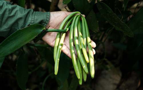 Vanilla pods green 800px wide shutterstock 2255937725.jpg