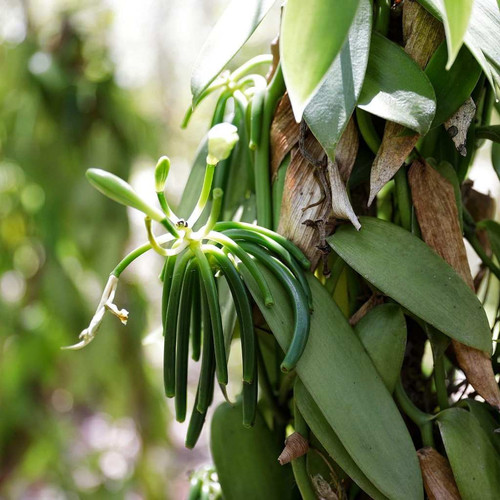 VanillaPlanifolia 4.jpg