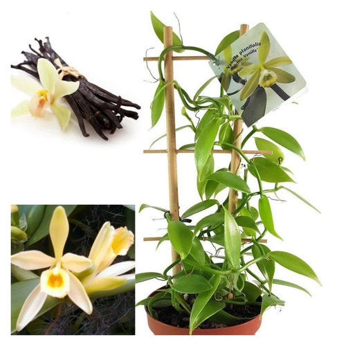 vanilla orchid plant montage.jpg