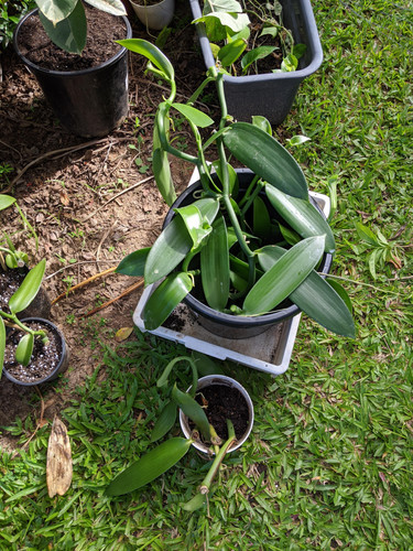 vanilla planifolia maintenance and propagation v0 hb941utyidg81.jpg