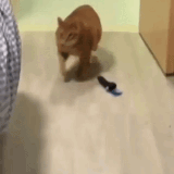 BSPCAT.gif