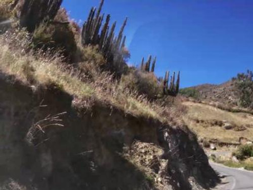cacti.jpg