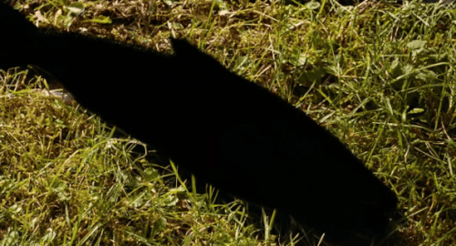 4ezgif.com crop (3).gif
