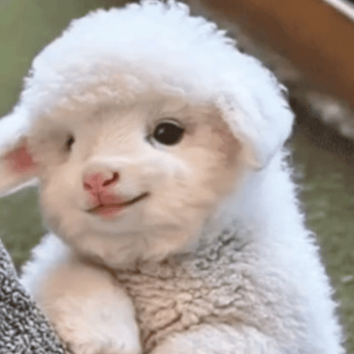 img 1775828404509af9a5d23ly1ic20omog2ag20f00f0e8b.gif