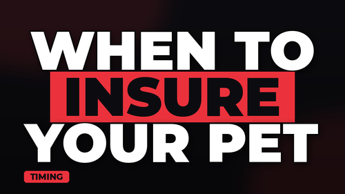thumb when to get pet insurance for your dog landscape.png