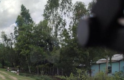 trees.jpg