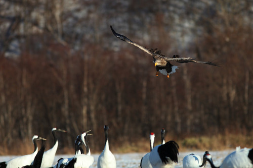 Guided Goose Hunt Colorado.jpg
