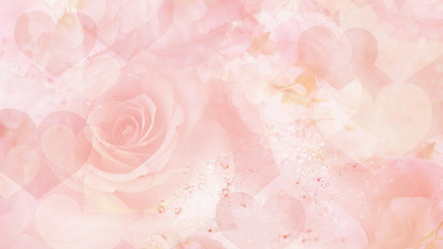 pinkrose.jpg