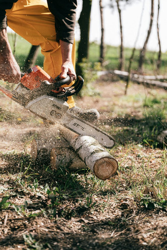 Arborist Kapiti Coast | Tree Removal Horowhenua | Tree Services Manawatu.jpg