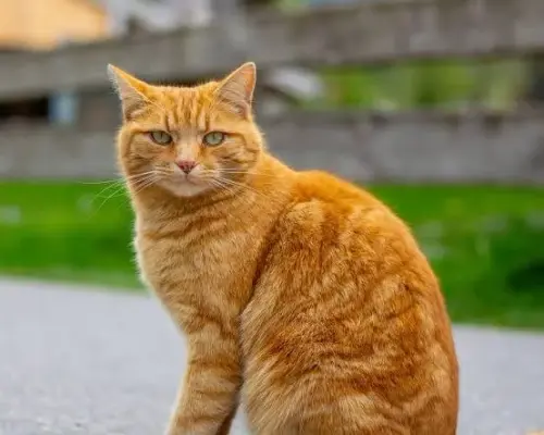3f3f65246985.webp
