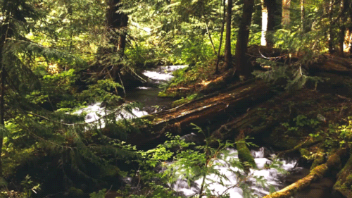4CE3CD6C 74D3 4913 95D6 0E2F04986FC9.gif