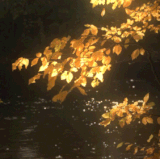EB26C3EC 1758 4FC4 9954 7E60203F70C1.gif
