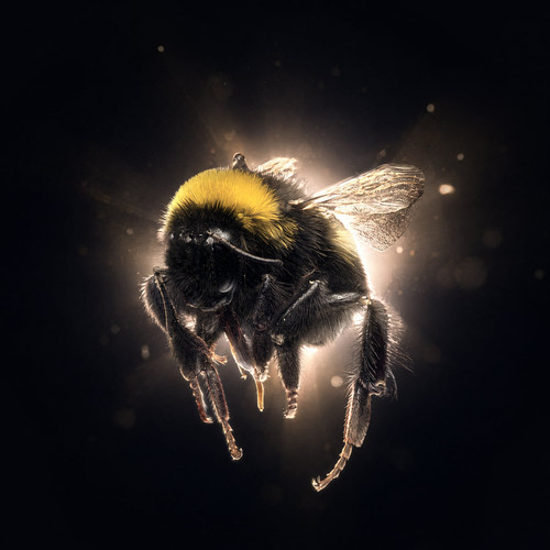 Bee.jpg
