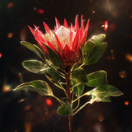 Protea.jpg