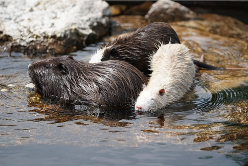Beaver as a Pet? Vet’s Habitat & Diet Guide - theanimalsound.png